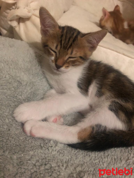 Tekir Kedi, Kedi  Alaca fotoğrafı