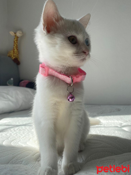 Van Kedisi, Kedi  KÖPÜK fotoğrafı
