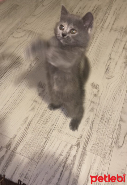 British Shorthair, Kedi  Bülbül fotoğrafı