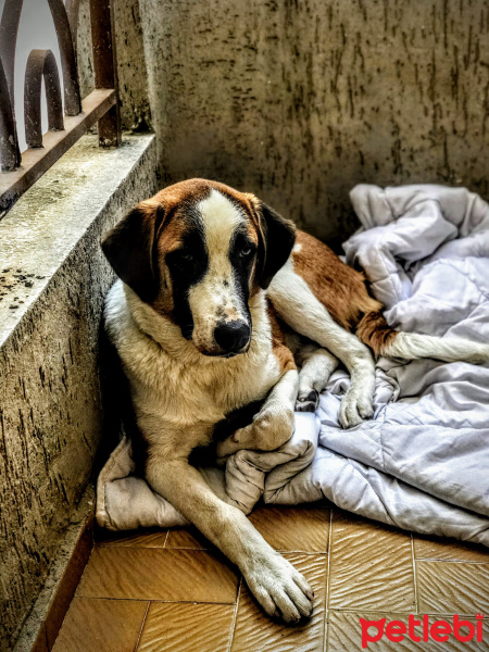 Sokö (Sokak Köpeği), Köpek  Badem fotoğrafı