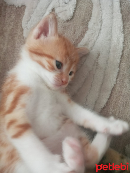 Tekir Kedi, Kedi  Leo fotoğrafı