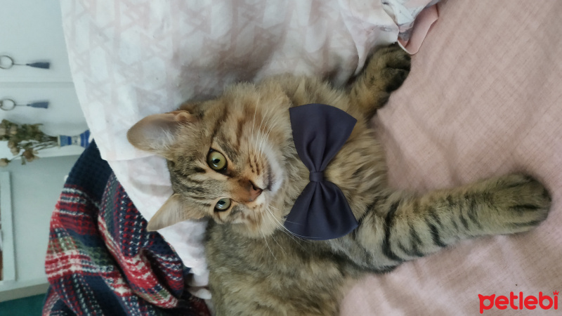 Tekir Kedi, Kedi  Aslan fotoğrafı