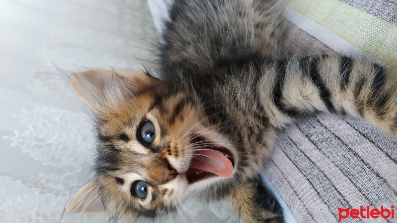 Tekir Kedi, Kedi  Aslan fotoğrafı