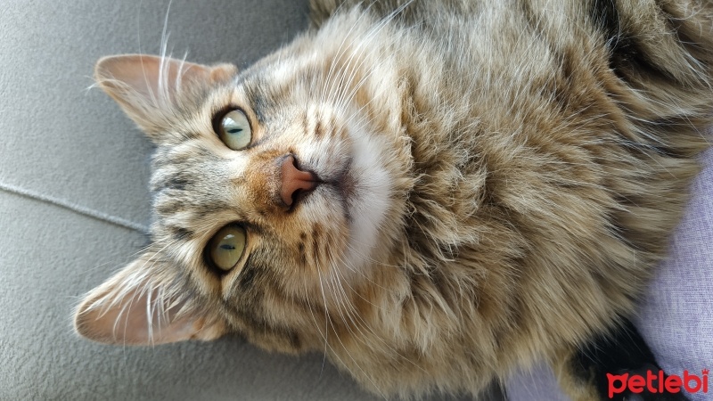 Tekir Kedi, Kedi  Aslan fotoğrafı