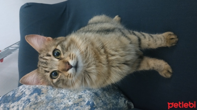 Tekir Kedi, Kedi  Aslan fotoğrafı