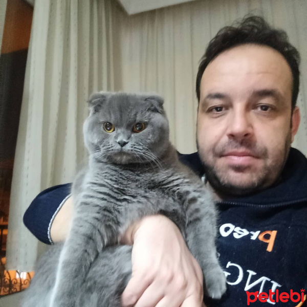 Scottish Fold, Kedi  Lina fotoğrafı