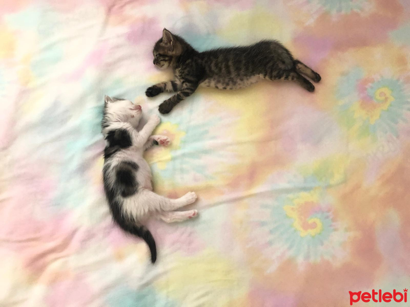 Tekir Kedi, Kedi  Fındık Ve Badem fotoğrafı