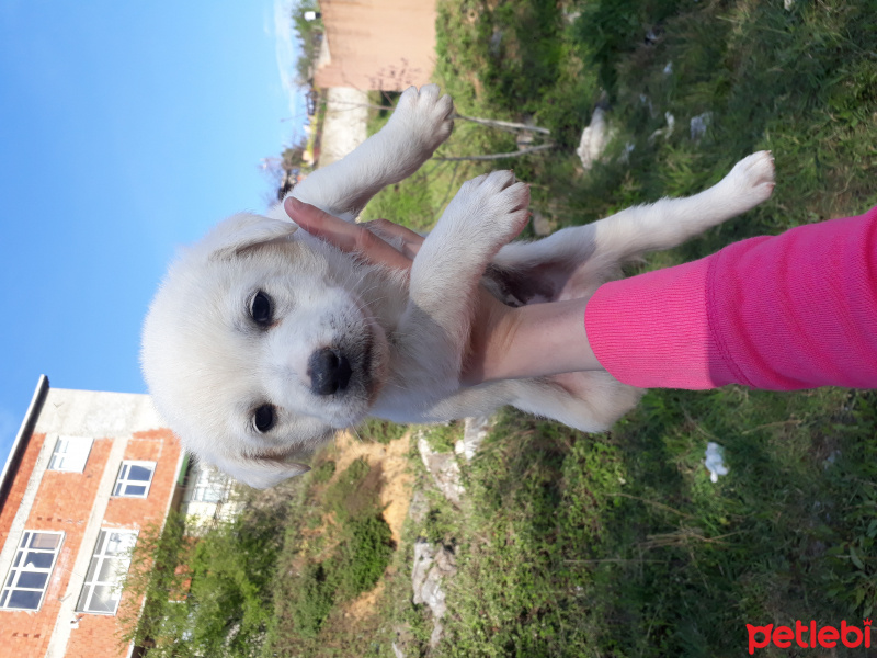 Dogo Arjantin, Köpek  Alfa pamuk coco gece aşkım cırtlak karamel fotoğrafı