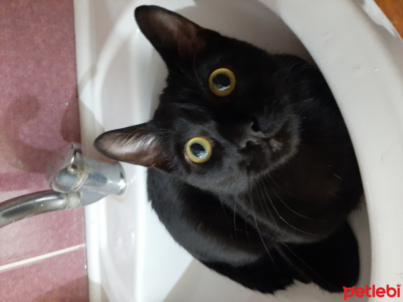 Tekir Kedi, Kedi  Kurt fotoğrafı