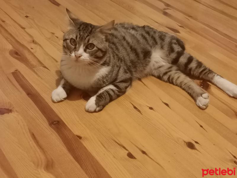 Tekir Kedi, Kedi  Küçük fotoğrafı