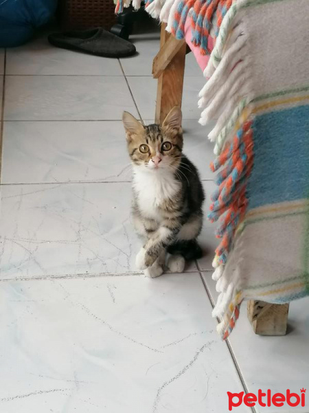 Tekir Kedi, Kedi  Küçük fotoğrafı