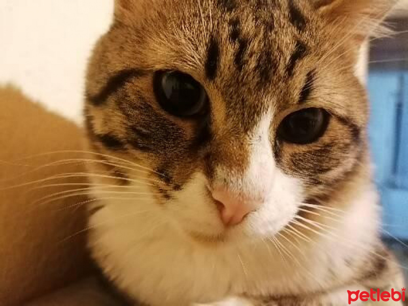 Tekir Kedi, Kedi  Küçük fotoğrafı