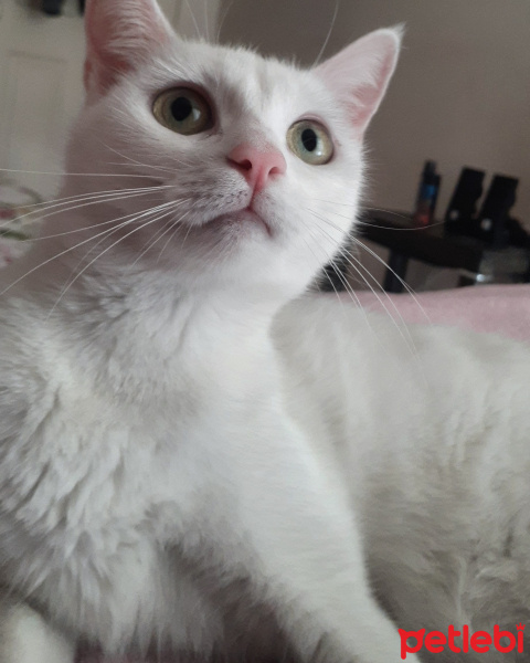 Tekir Kedi, Kedi  Miya fotoğrafı