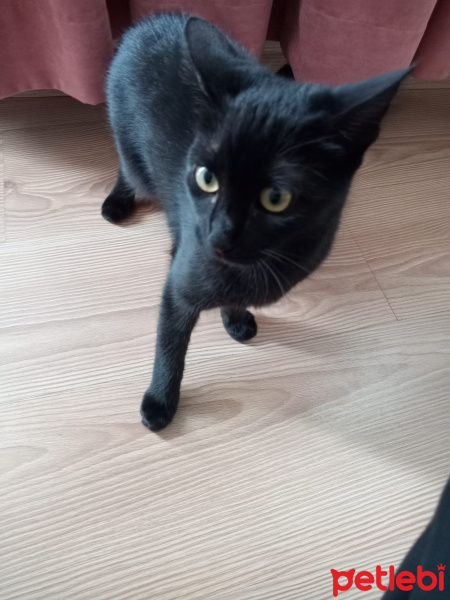 Bombay, Kedi  Lila fotoğrafı