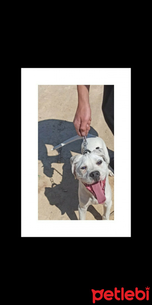 Amerikan Pitbull Terrier, Köpek  Pablo fotoğrafı