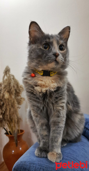 Norwegian Forest, Kedi  Goffy fotoğrafı