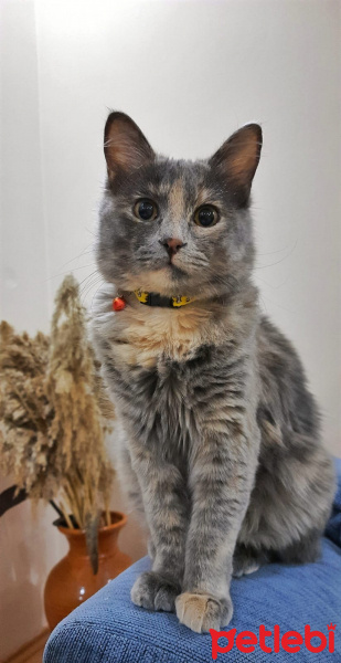 Norwegian Forest, Kedi  Goffy fotoğrafı