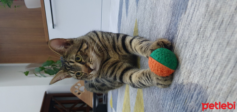 Tekir Kedi, Kedi  Pati fotoğrafı