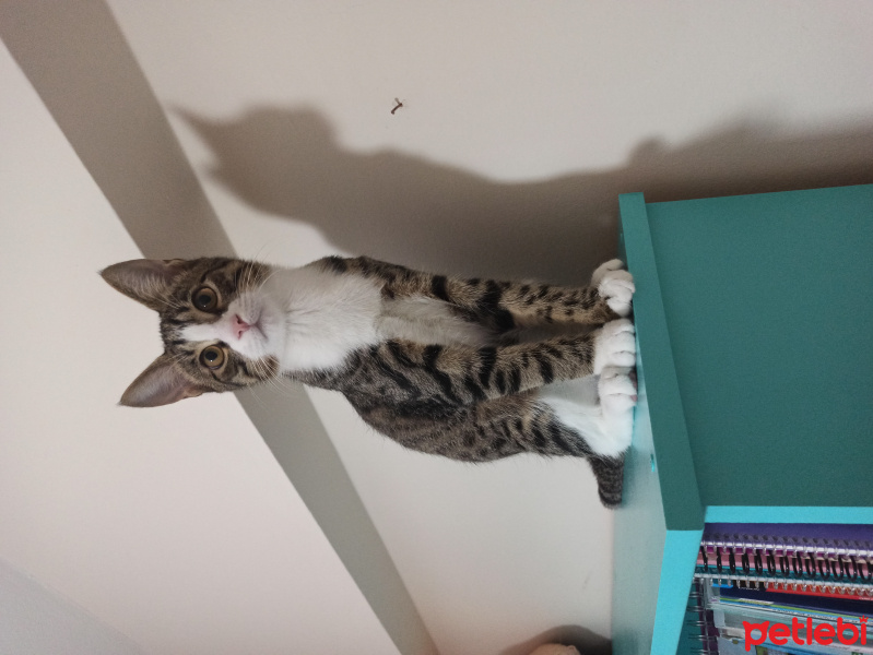 Tekir Kedi, Kedi  Dipper fotoğrafı