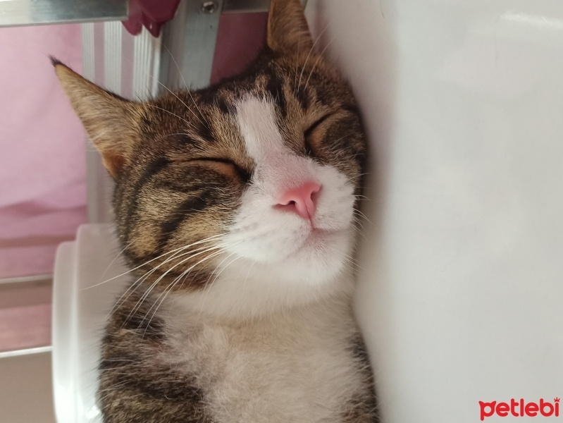 Tekir Kedi, Kedi  Dipper fotoğrafı