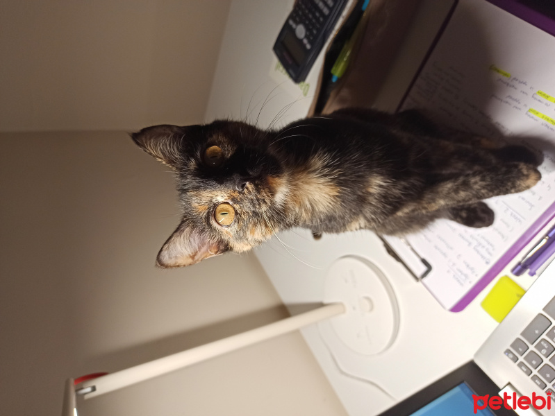 Tekir Kedi, Kedi  Mabel fotoğrafı