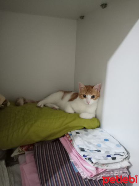 Sarman, Kedi  Lanselot fotoğrafı