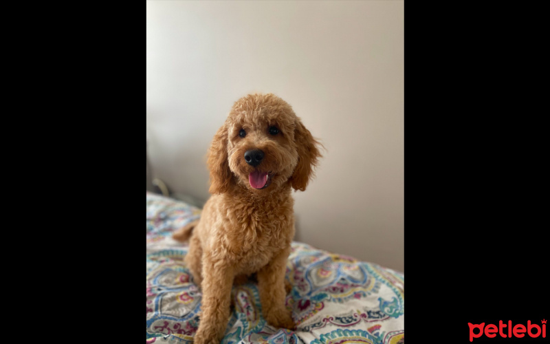 Poodle (Minyatür Kaniş), Köpek  Winnie fotoğrafı