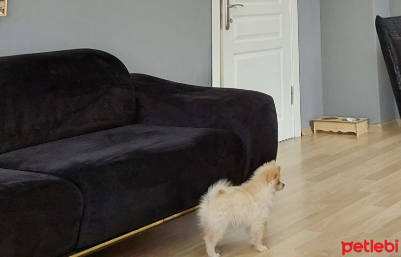 Finnish Spitz, Köpek  Lili fotoğrafı