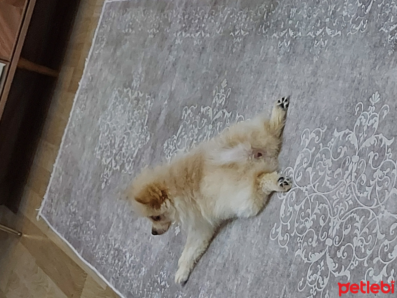 Finnish Spitz, Köpek  Lili fotoğrafı