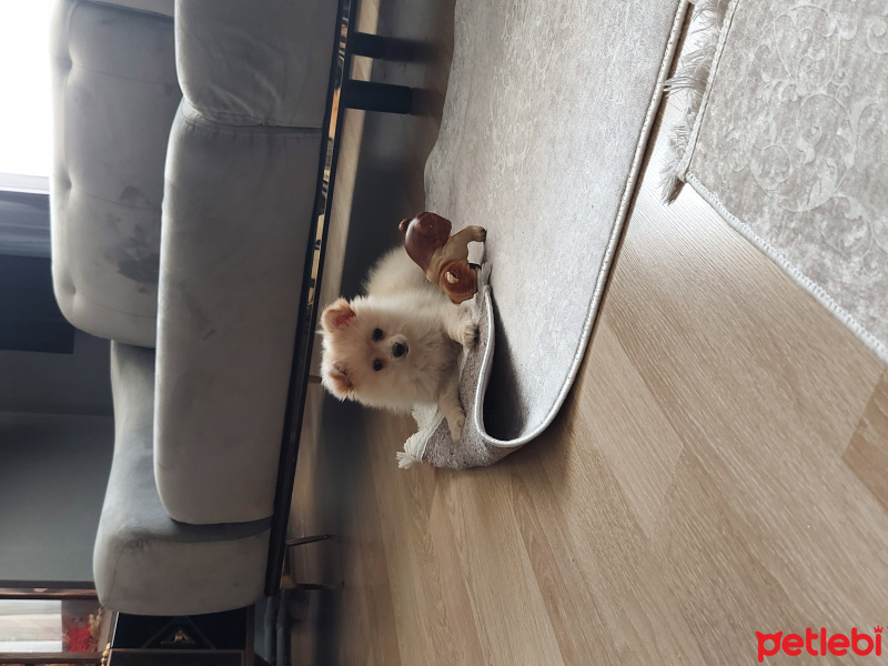 Finnish Spitz, Köpek  Lili fotoğrafı