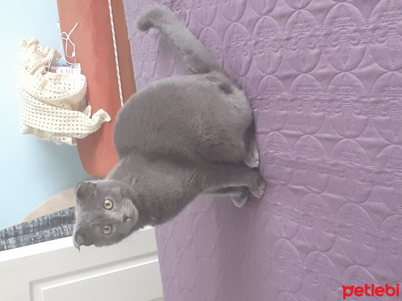 Scottish Fold, Kedi  Memati fotoğrafı