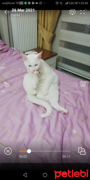 Tekir Kedi, Kedi  Lokum fotoğrafı