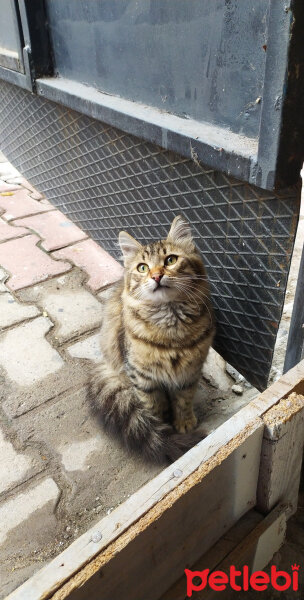 Norwegian Forest, Kedi  Minnoş fotoğrafı