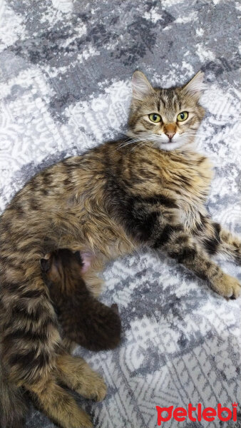 Norwegian Forest, Kedi  Minnoş fotoğrafı