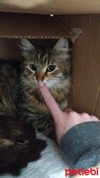 Norwegian Forest, Kedi  Minnoş fotoğrafı