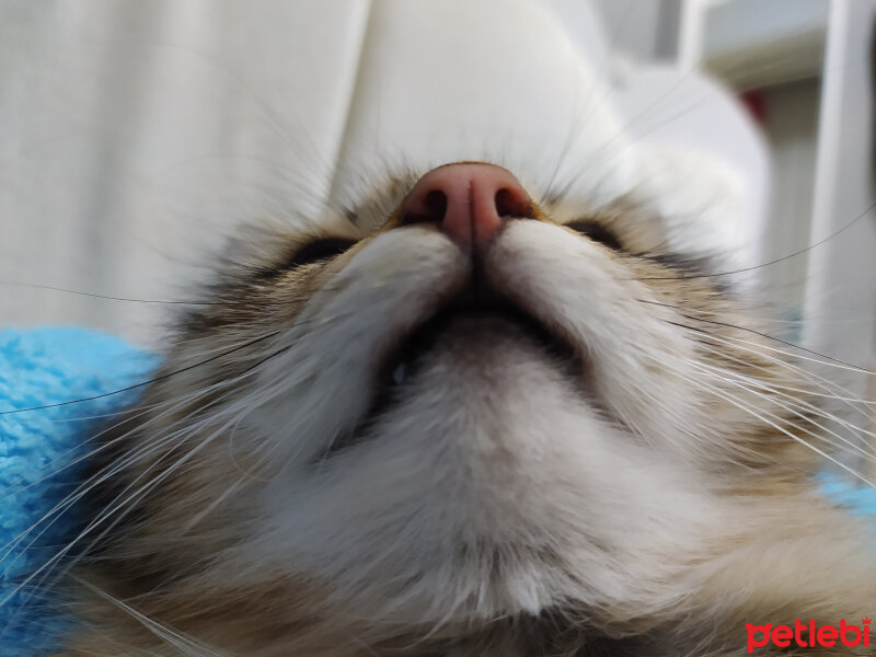 Norwegian Forest, Kedi  Minnoş fotoğrafı