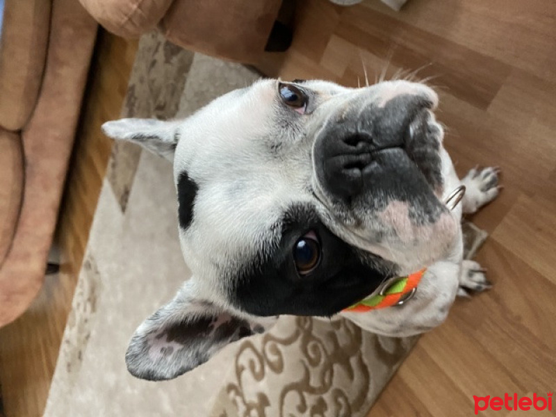 Fransız Bulldog, Köpek  Pablo fotoğrafı