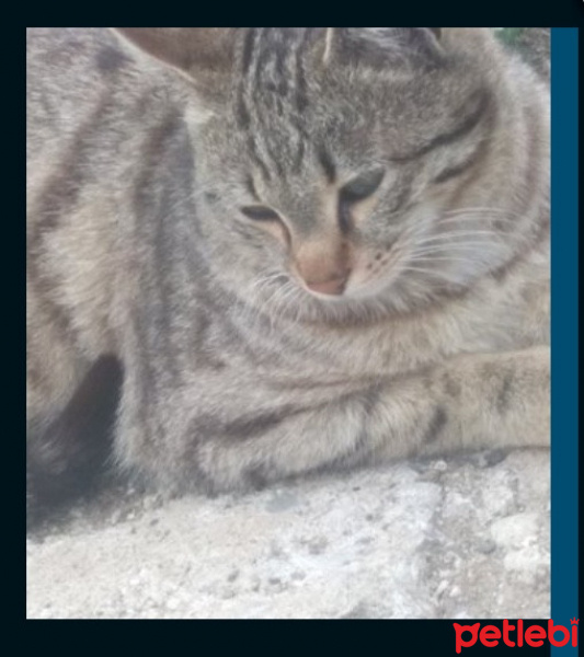 Tekir Kedi, Kedi  Karamel fotoğrafı