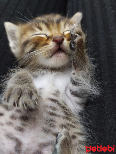 Norwegian Forest, Kedi  Tosbik fotoğrafı