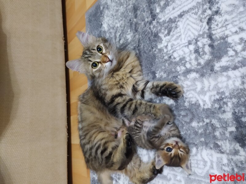 Norwegian Forest, Kedi  Tosbik fotoğrafı