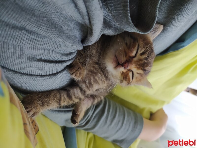 Norwegian Forest, Kedi  Tosbik fotoğrafı