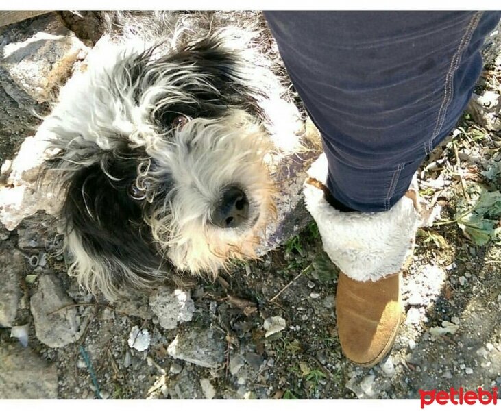 Maltese, Köpek  Şanslı fotoğrafı