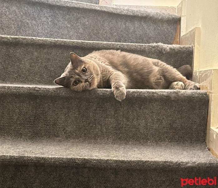 British Shorthair, Kedi  Mia fotoğrafı