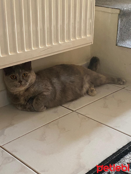 British Shorthair, Kedi  Mia fotoğrafı