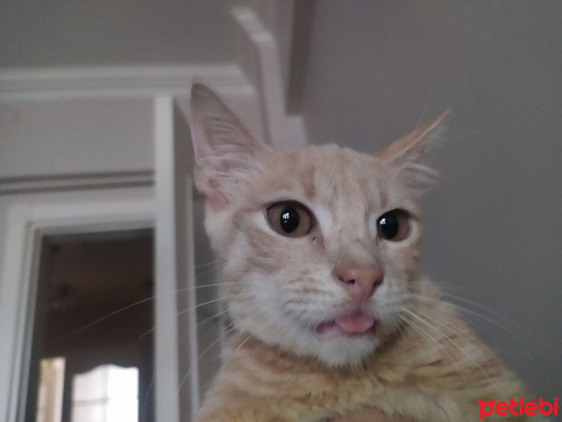 Tekir Kedi, Kedi  Fındık fotoğrafı