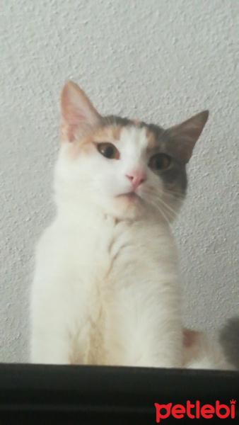 Tekir Kedi, Kedi  Fıstık fotoğrafı