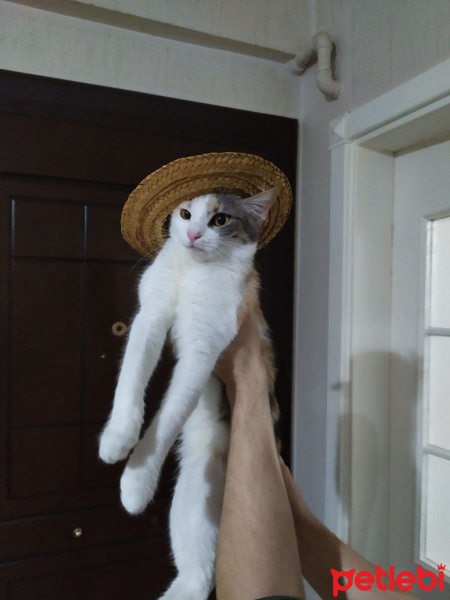 Tekir Kedi, Kedi  Fıstık fotoğrafı