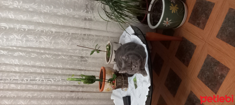 British Shorthair, Kedi  PAŞA fotoğrafı