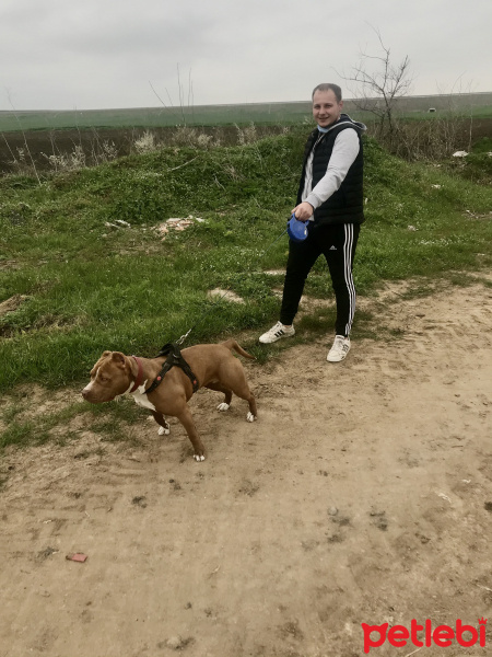 Amerikan Staffordshire Terrier, Köpek  Şila fotoğrafı