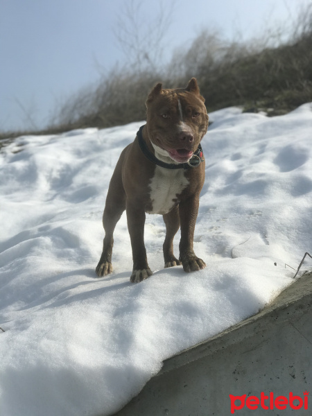 Amerikan Staffordshire Terrier, Köpek  Şila fotoğrafı